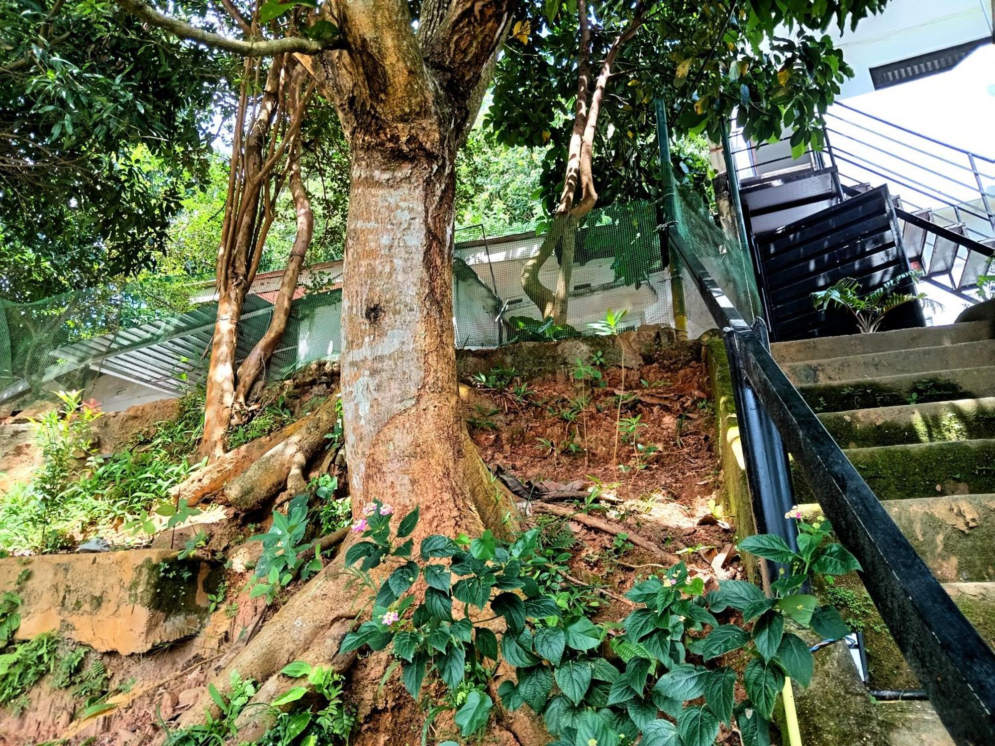 Fly Infinity - Home Stay Kandy Kültér fotó