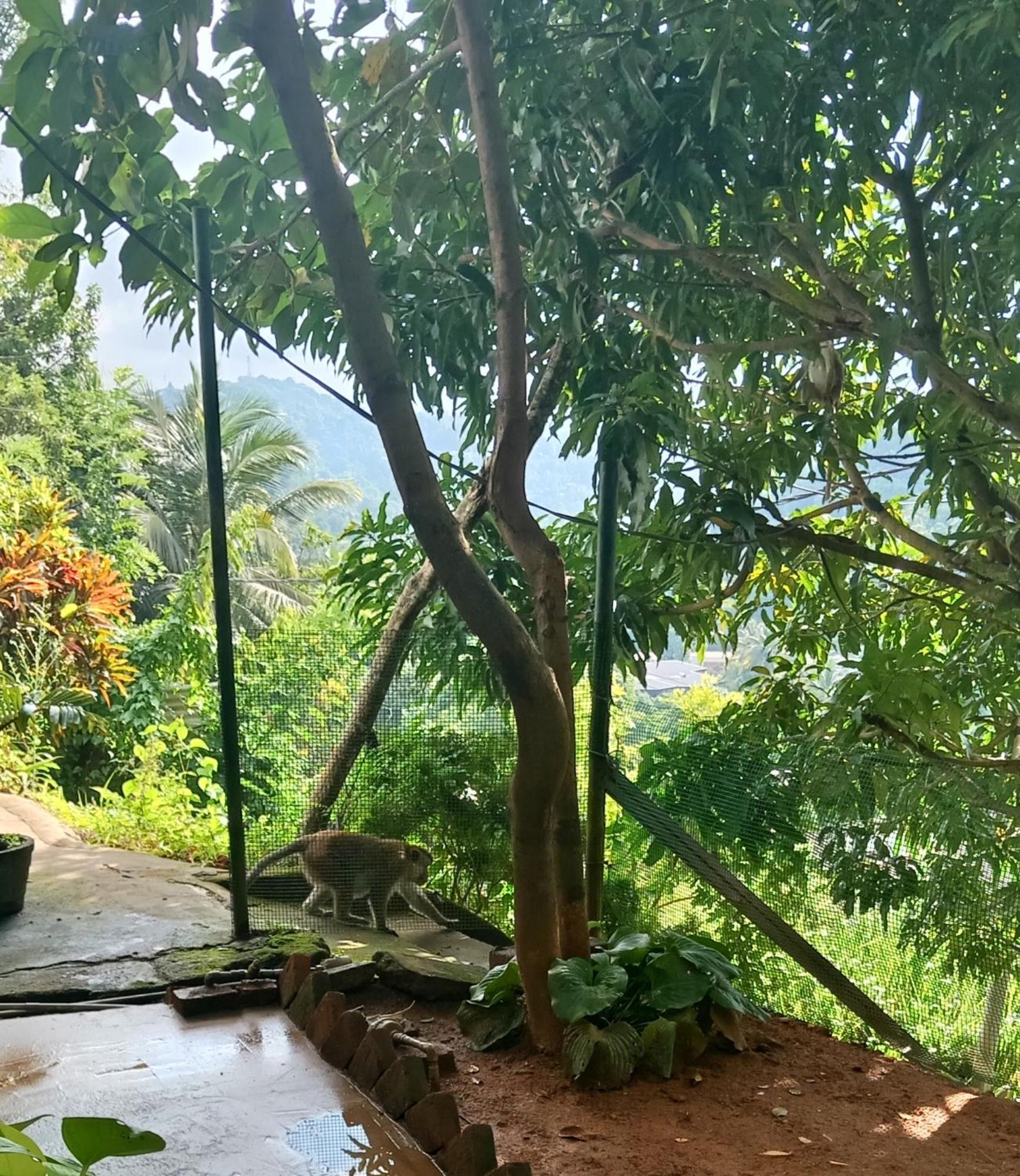 Fly Infinity - Home Stay Kandy Kültér fotó